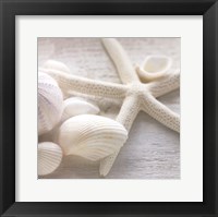 Driftwood Shells III Fine Art Print