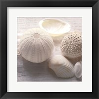 Driftwood Shells IV Fine Art Print