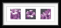 Plumeria Fine Art Print