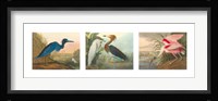 Birds of America Fine Art Print