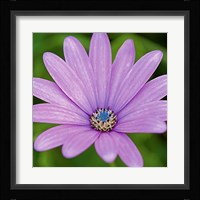Fleur I Fine Art Print