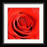 Scarlet Rose Fine Art Print