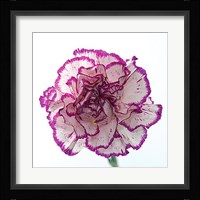 Carnation Creation I Fine Art Print