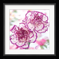 Carnation Creation II Fine Art Print