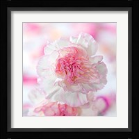 Carnation Creation III Fine Art Print