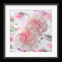 Carnation Creation IV Fine Art Print