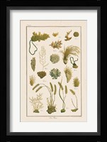 Sea Plants I Fine Art Print