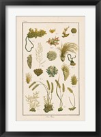 Sea Plants I Fine Art Print