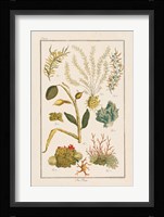 Sea Plants II Fine Art Print