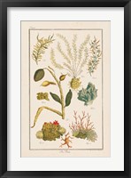 Sea Plants II Fine Art Print