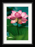 Lotus In Radiance Fine Art Print