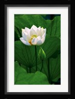 White Lotus Fine Art Print