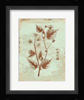 Botanical II Fine Art Print