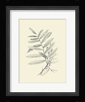 Zinzeber Ginger Fine Art Print