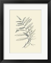 Zinzeber Ginger Fine Art Print