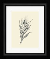 Indian Corn Fine Art Print