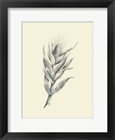 Indian Corn Fine Art Print
