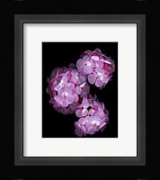 Botanical Harmonies II Fine Art Print
