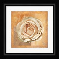 Warm Rose II Fine Art Print