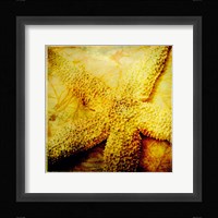 At the Seashore II Framed Print