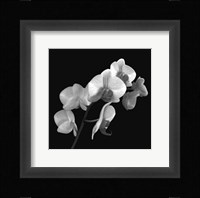 Orchid Illusion I Fine Art Print
