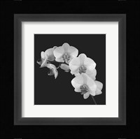 Orchid Illusion II Framed Print