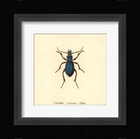 Carabus Cyaneus Fine Art Print