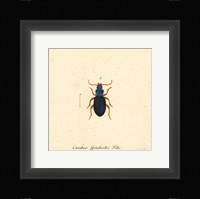 Carabus Fpinibarbis Fine Art Print