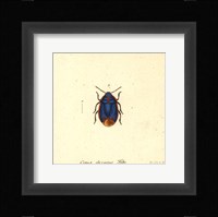 Cimex Oleraceus Fine Art Print