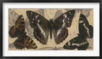 Bold Butterfly Panel II Fine Art Print