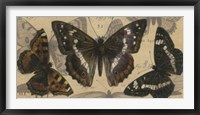 Bold Butterfly Panel II Framed Print