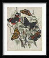 Butterfly Haven I Framed Print