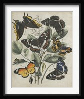 Butterfly Haven II Framed Print