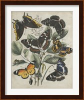 Butterfly Haven II Fine Art Print