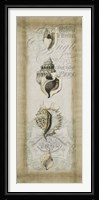 Cartouche & Shells II Framed Print