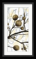 Willow Blooms II Fine Art Print