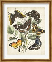 Non-Embellished Butterfly Haven II Fine Art Print