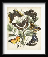 Non-Embellished Butterfly Haven II Fine Art Print