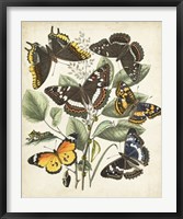 Non-Embellished Butterfly Haven II Fine Art Print