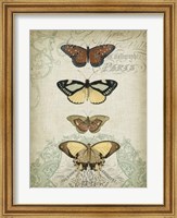 Cartouche & Butterflies I Fine Art Print