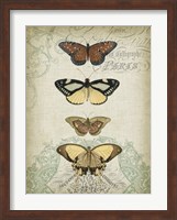 Cartouche & Butterflies I Fine Art Print