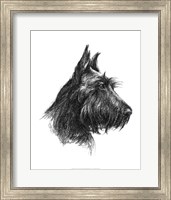 Canine Study II Fine Art Print