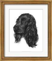 Canine Study IV Fine Art Print