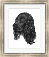 Canine Study IV Fine Art Print