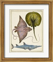 Antique Rays & Fish II Fine Art Print