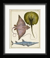 Antique Rays & Fish II Framed Print