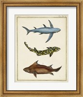 Antique Rays & Fish III Fine Art Print