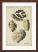 Vintage Shell Study I Fine Art Print