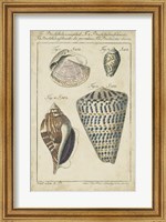Vintage Shell Study II Fine Art Print