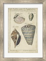 Vintage Shell Study II Fine Art Print